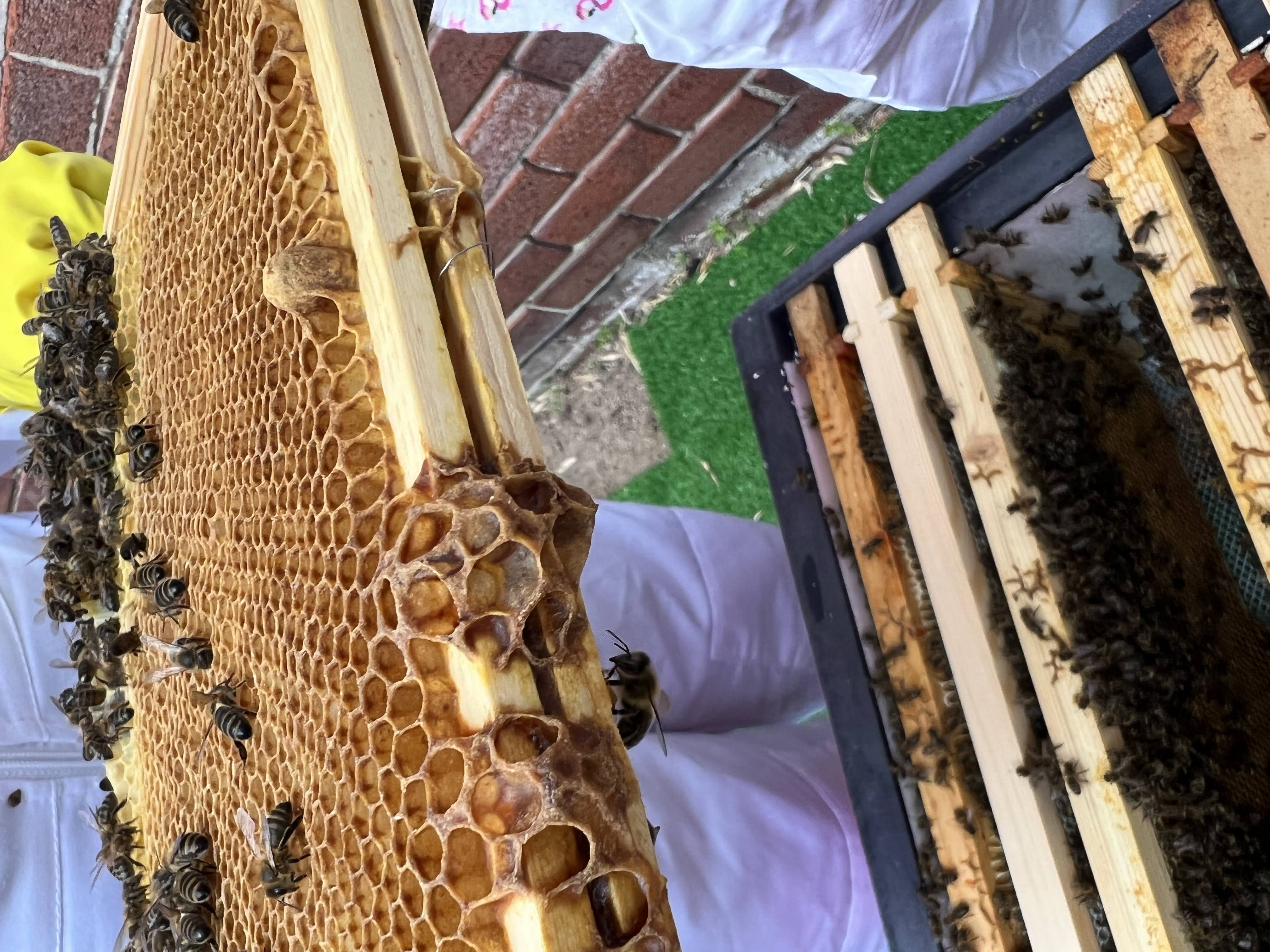 Honeycomb frames full of raw honey from our Lancashire hives